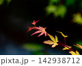 暗い背景に映えるモミジの鮮やかな新芽と若葉 142938712