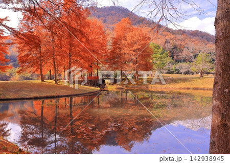 小野公園(兵庫県三田市)モネの池周辺の落羽松の紅葉 小野公園(兵庫県三田市)モネの池周辺の落羽松の紅葉 142938945