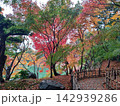 色鮮やかに色づいた紅葉と竹垣の小道 日本庭園の秋の風景と落ち葉の絨毯 142939286