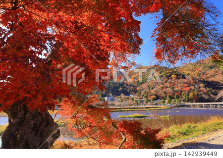 秋の嵐山(京都市右京区)の風景 秋の嵐山(京都市右京区)の風景 142939449