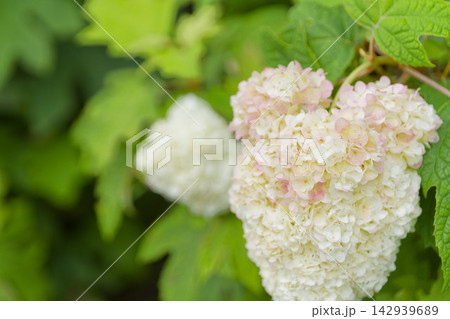 瑞々しい紫陽花とグラデーションの美しい花弁 梅雨の彩り素材 瑞々しい紫陽花とグラデーションの美しい花弁 梅雨の彩り素材 142939689