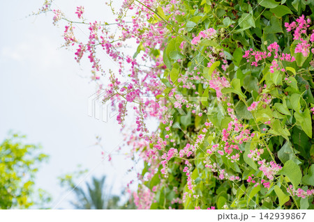 つる性 熱帯植物 南洋植物 142939867