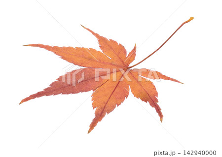 切り抜きした紅葉した乾いたもみじの葉1枚のPNG素材 切り抜きした紅葉した乾いたもみじの葉1枚のPNG素材 142940000