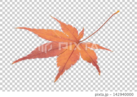 切り抜きした紅葉した乾いたもみじの葉1枚のPNG素材 切り抜きした紅葉した乾いたもみじの葉1枚のPNG素材 142940000