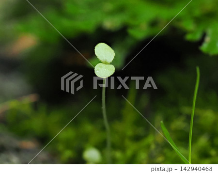雨に濡れ苔の間から芽を出す若葉 Young Leaves Emerging from Moss 雨に濡れ苔の間から芽を出す若葉 Young Leaves Emerging from Moss 142940468