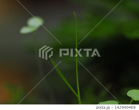 雨に濡れ苔の間から芽を出す若葉 Young Leaves Emerging from Moss 142940469