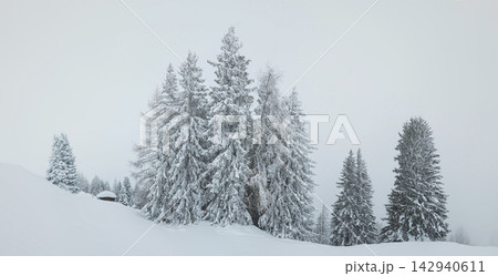 fir trees in winter fir trees in winter 142940611