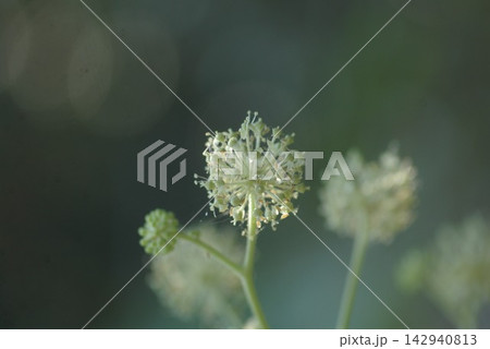 ウド 花 ウド 花 142940813