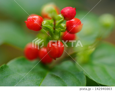 雨上がりに輝くジュズサンゴの赤い実 Pigeonberry after Rain 142940863