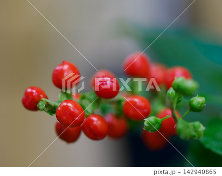 雨上がりに輝くジュズサンゴの赤い実 Pigeonberry after Rain 雨上がりに輝くジュズサンゴの赤い実 Pigeonberry after Rain 142940865