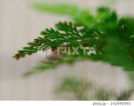 雨粒をまとったシダの葉 Fern Leaves with Raindrops 雨粒をまとったシダの葉 Fern Leaves with Raindrops 142940993