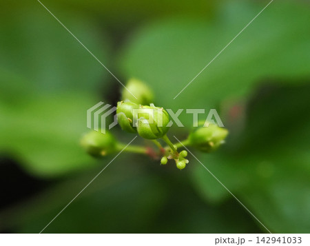 ジュズサンゴの若い緑の実 Young Green Fruits of Pigeonberry 142941033