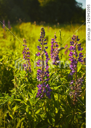 Purple Lupine Flowers Backlit by Sun in Summer Meadow Purple Lupine Flowers Backlit by Sun in Summer Meadow 142941095