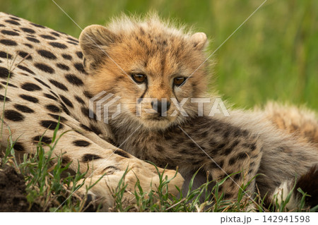 Cheetah cub lies snuggling up with mother 142941598