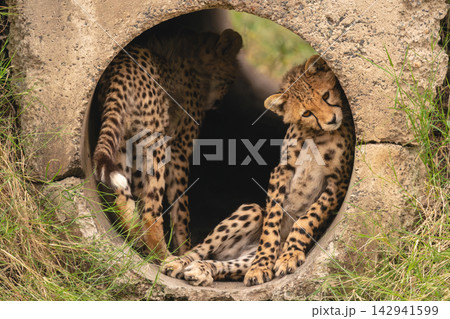 Cheetah cub lying in pipe with another 142941599