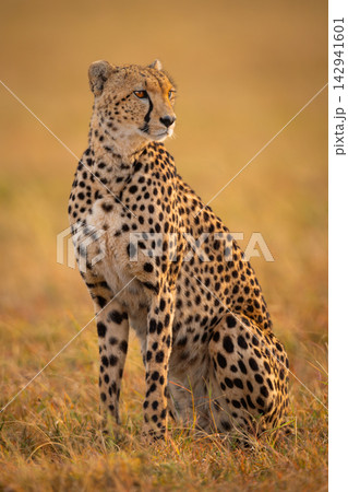 Cheetah sitting in grassy plain turning right Cheetah sitting in grassy plain turning right 142941601
