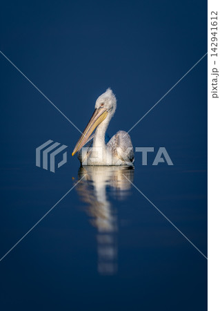 Dalmatian pelican watches camera on blue lake 142941612