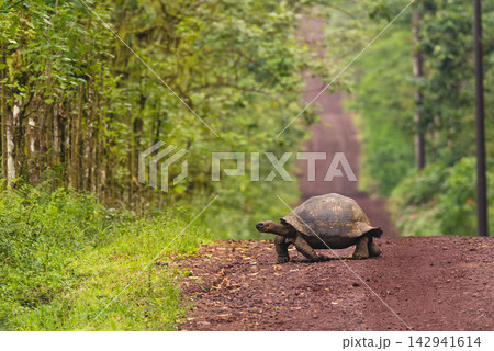 Galapagos giant tortoise crossing straight dirt road Galapagos giant tortoise crossing straight dirt road 142941614