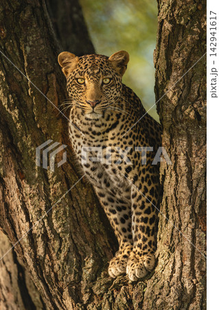Leopard eyeing camera from fork of tree Leopard eyeing camera from fork of tree 142941617