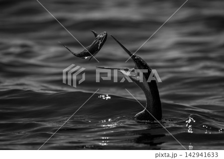 Mono African darter in river tossing catfish Mono African darter in river tossing catfish 142941633