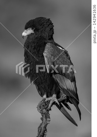 Mono bateleur on dead branch in sunshine Mono bateleur on dead branch in sunshine 142941636