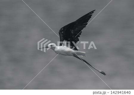 Mono black-winged stilt in sunshine raising wings Mono black-winged stilt in sunshine raising wings 142941640