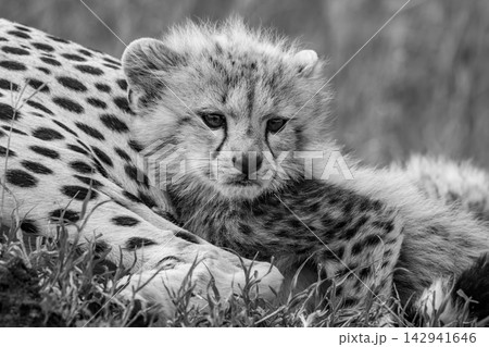 Mono cheetah cub lies snuggling with mother 142941646