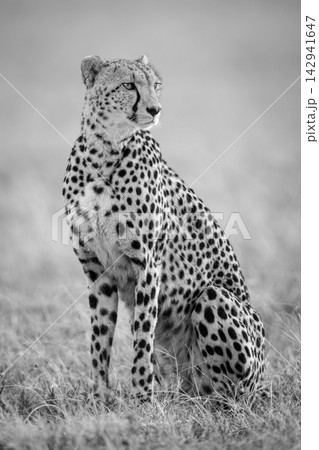 Mono cheetah sitting in grass turning right Mono cheetah sitting in grass turning right 142941647