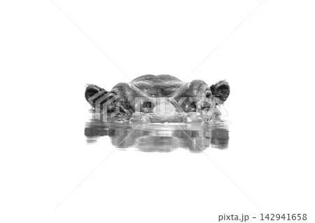 Mono hippo up to eyes in waterhole Mono hippo up to eyes in waterhole 142941658