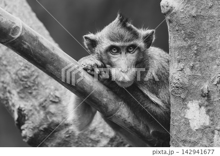 Mono long-tailed macaque leaning head on paws Mono long-tailed macaque leaning head on paws 142941677