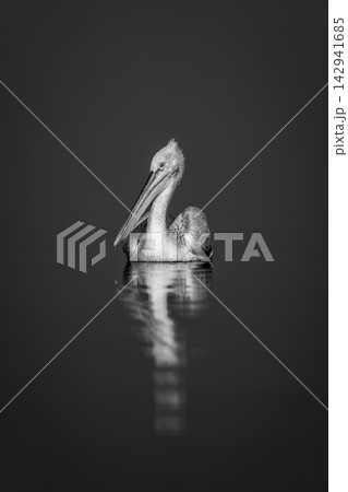 Mono pelican watches camera on blue lake 142941685