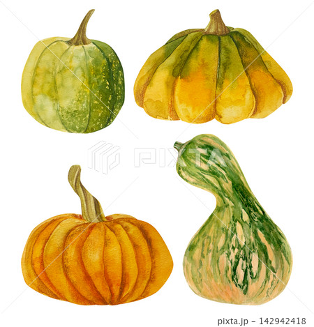 watercolor hand drawn autumn set of an orange and green pumpkins. harvest vegetable isolated. 142942418