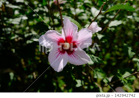 Pink Rose of Sharon Flower Blooming in Summer 142942742