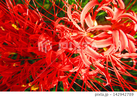 ヒガンバナの花の風景（2026年撮影） 142942789
