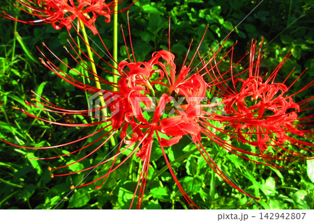 ヒガンバナの花の風景(2026年撮影) ヒガンバナの花の風景(2026年撮影) 142942807