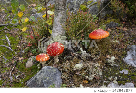 Bright red fly agarics grow at the foot of a birch tree Bright red fly agarics grow at the foot of a birch tree 142942877