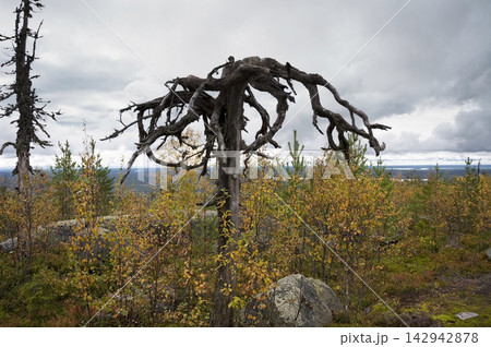 A weathered tree with sprawling, twisted branches 142942878