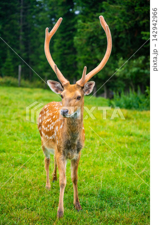 Male deer with antlers standing on green grass in a natural landscape, surrounded by trees and foliage in a serene outdoor setting 142942966