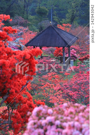 笠間つつじ公園の朝焼け 142943042
