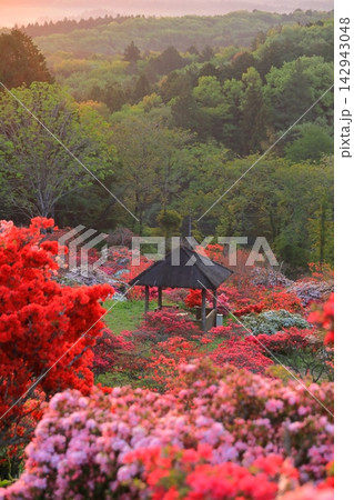 笠間つつじ公園の朝焼け 笠間つつじ公園の朝焼け 142943048