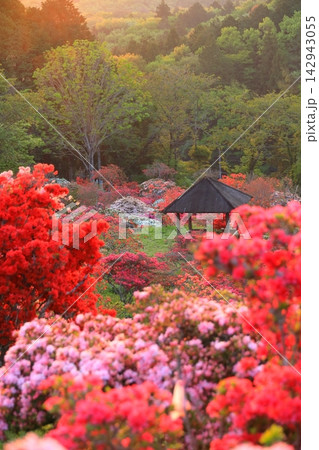 笠間つつじ公園の朝焼け 笠間つつじ公園の朝焼け 142943055