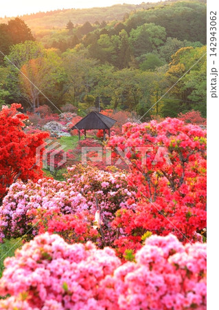 笠間つつじ公園の朝焼け 142943062