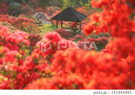 笠間つつじ公園の朝焼け 笠間つつじ公園の朝焼け 142943093