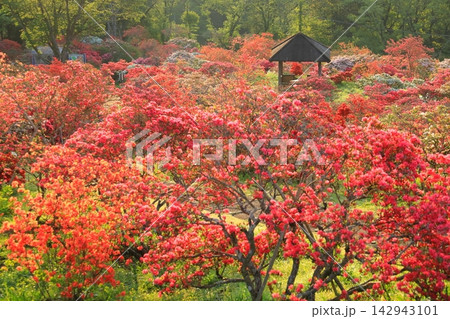 笠間つつじ公園の朝焼け 笠間つつじ公園の朝焼け 142943101