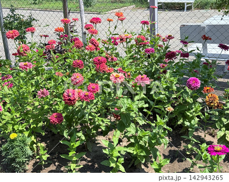 Colorful blooming flowers growing in bright summer garden Colorful blooming flowers growing in bright summer garden 142943265