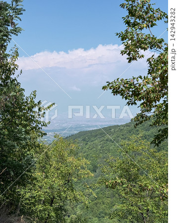 Lush forest valley overlooking distant green mountain landscape Lush forest valley overlooking distant green mountain landscape 142943282