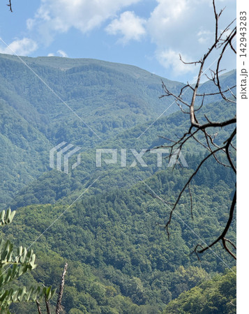 Forested mountain ridge covered with dense green woodland 142943283