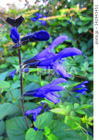 メドーセージ(サルビア・ガラニチカ)の花の風景 メドーセージ(サルビア・ガラニチカ)の花の風景 142943451