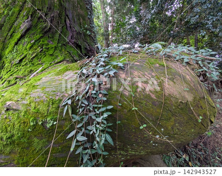 高尾山 蛸杉 開運 高尾山 蛸杉 開運 142943527