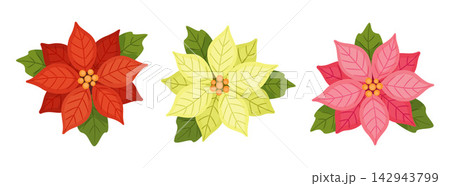 Christmas Poinsettia Flower Set Hand Drawn Flat Vector Elements 142943799